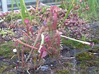 Sarracenia Areolata (fam Sarraceniacees) (USA) (Photo F. Mrugala)